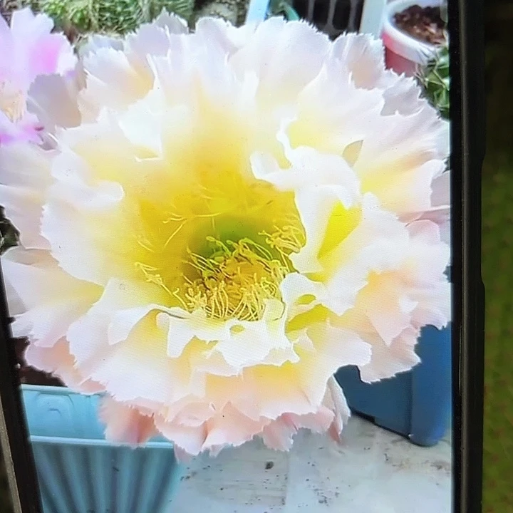 白可可彩侧牙20包邮仙人球5