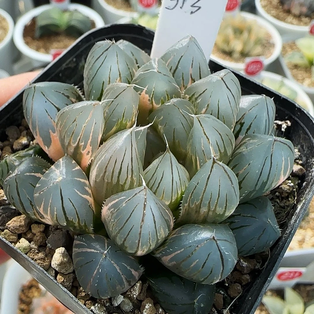 513号霓虹灯一物一拍带盆土