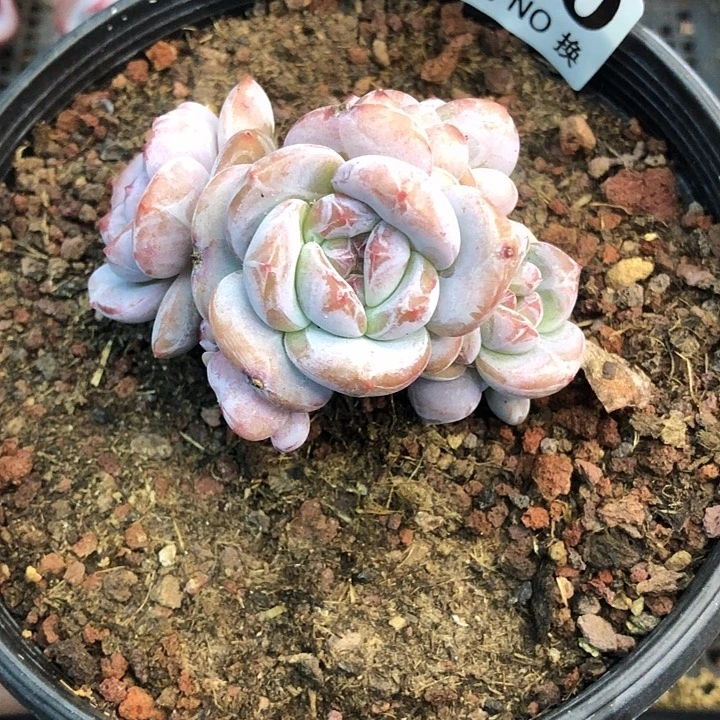 星影石榴籽福利出咯380