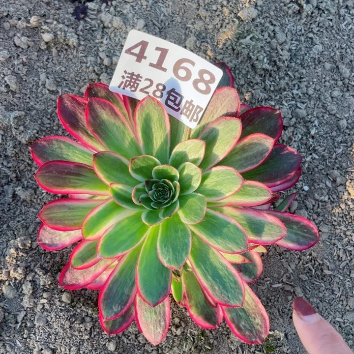 4168二号棚倾城多肉植物L