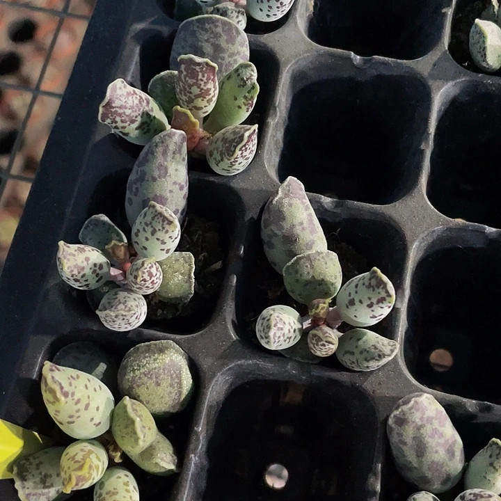 小海豹1.5带土发