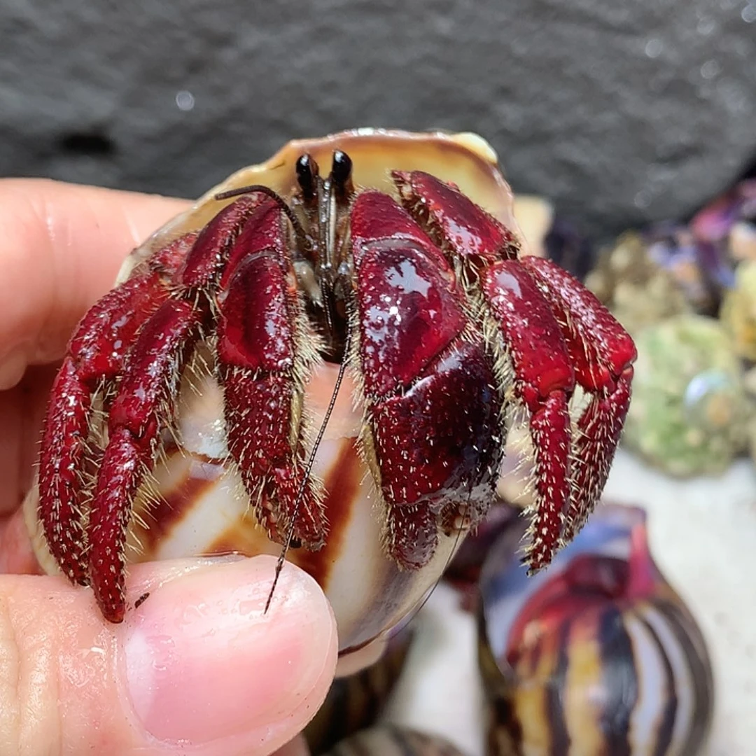 3.0口径奔跑的寄居蟹8号