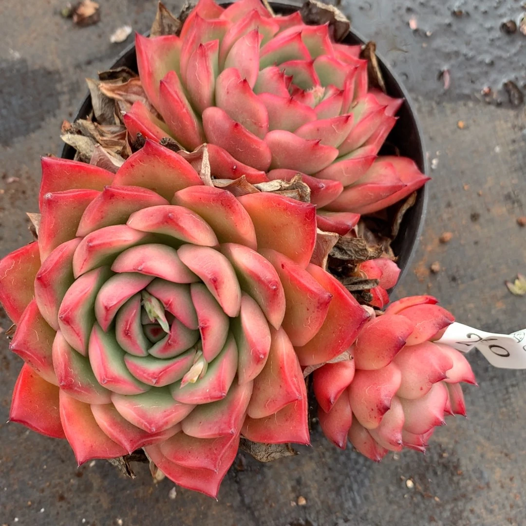 270杂交多肉13冠幅