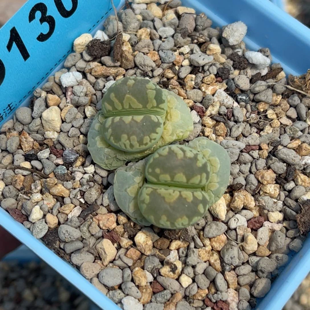 1306双头大牙一颗