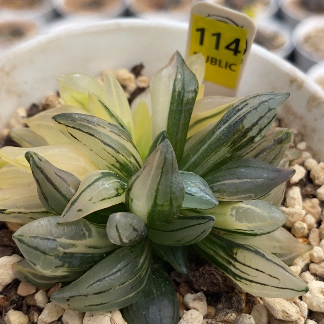 114西瓜锦一物一拍
