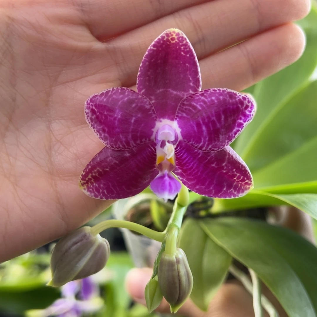 完全开放32号，88米