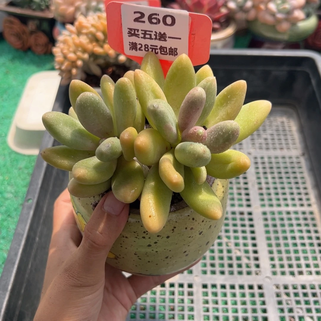 表妹精品多肉植物260.