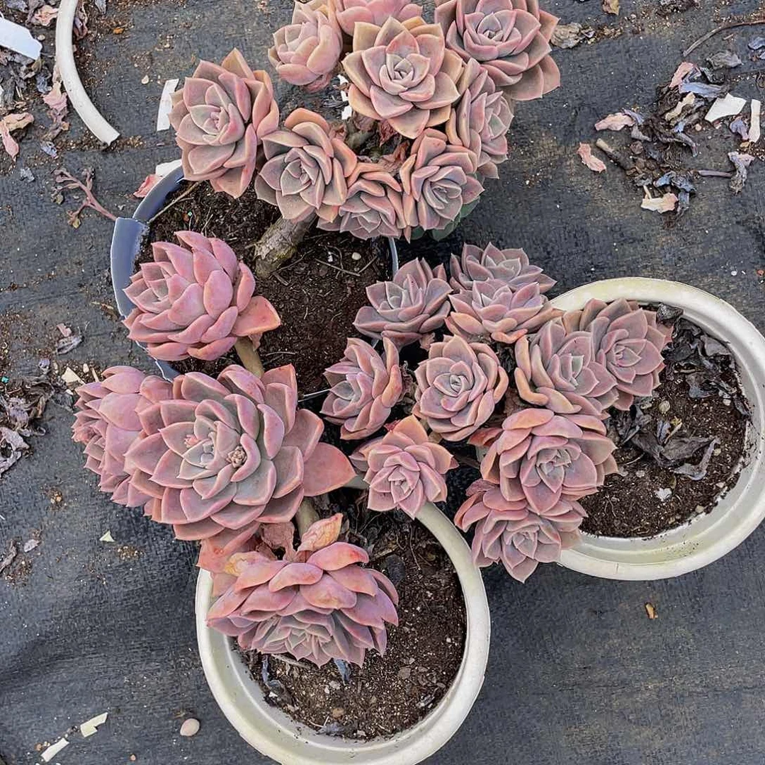 J****茵哈利沃森多肉植物3颗