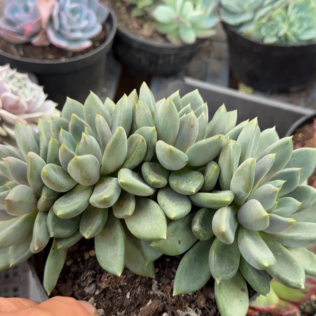 红象牙朵朵缀惊鸿一物一拍包装收缩花旱