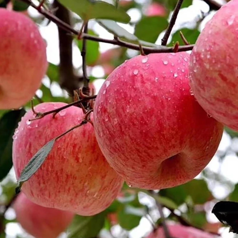 现摘洛川红富士苹果洛川5斤装红富士种植户直发脆甜多汁水果