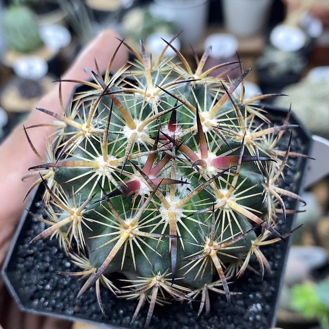 实生虎爪玉88号5.5cm