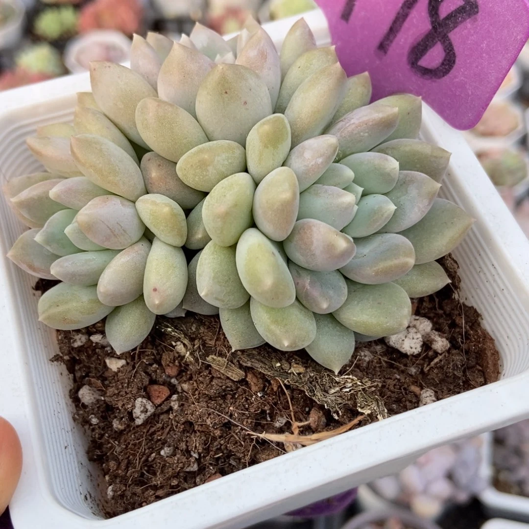 1978奶糖多肉植物多肉