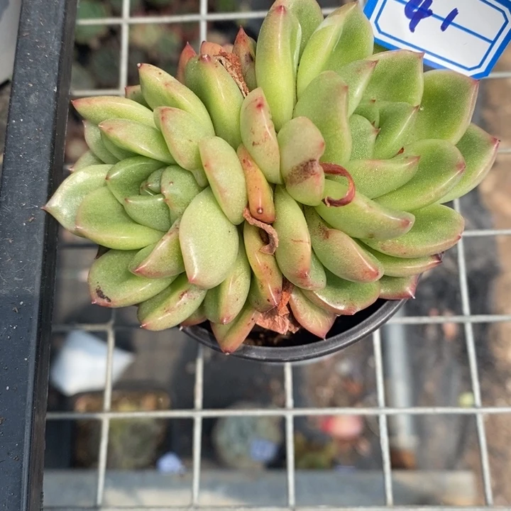 西**心一物一拍杂交多肉41