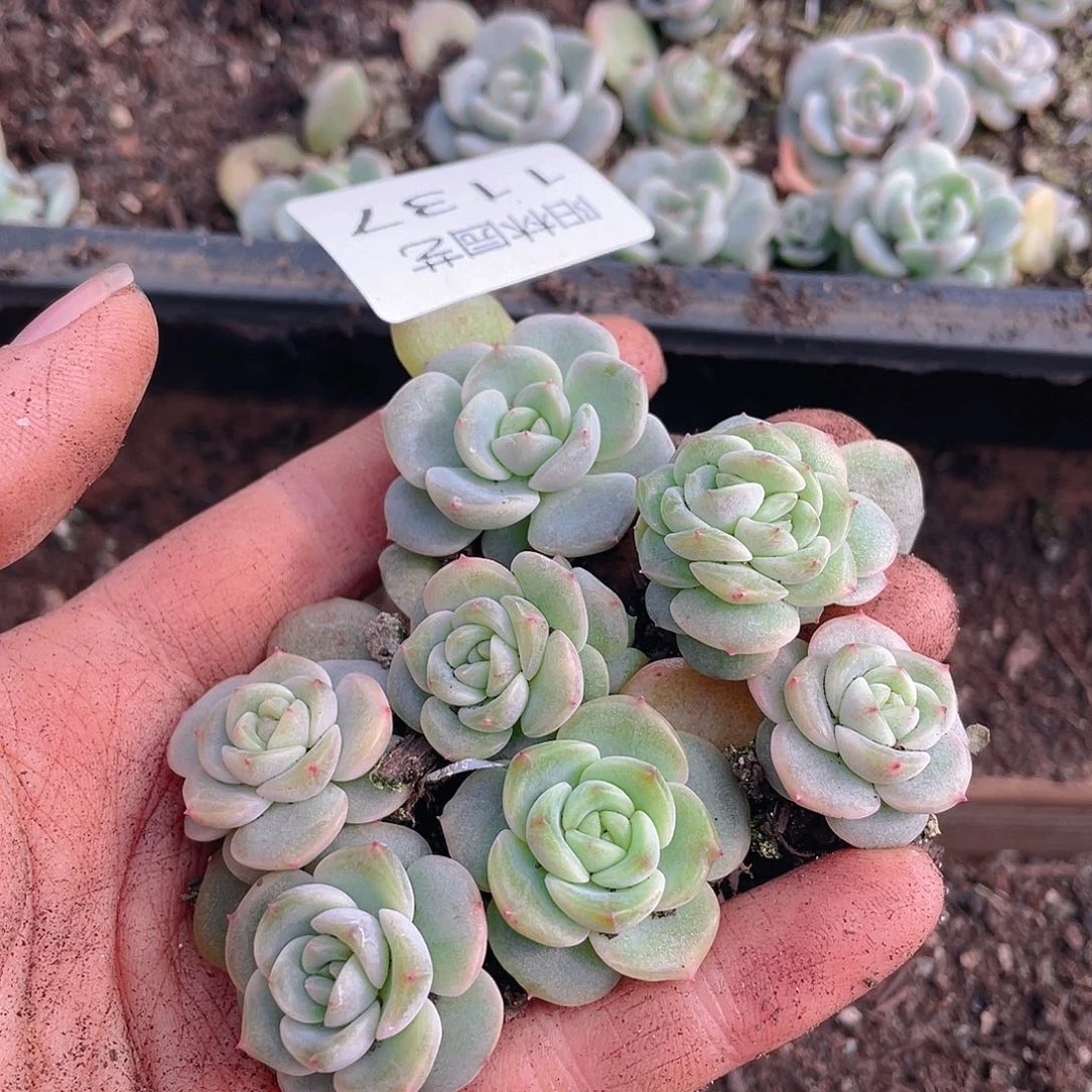 多肉植物多肉植物1137