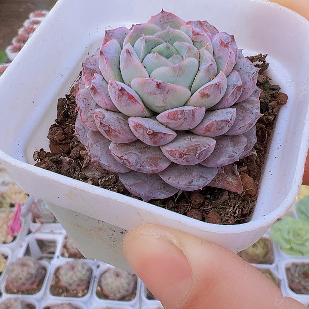 紫恩宠19包邮多肉植物