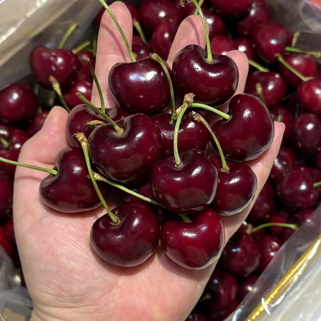 4JD智利车厘子一箱五斤内附果径卡桑提娜海运桑提娜樱桃智利共和国