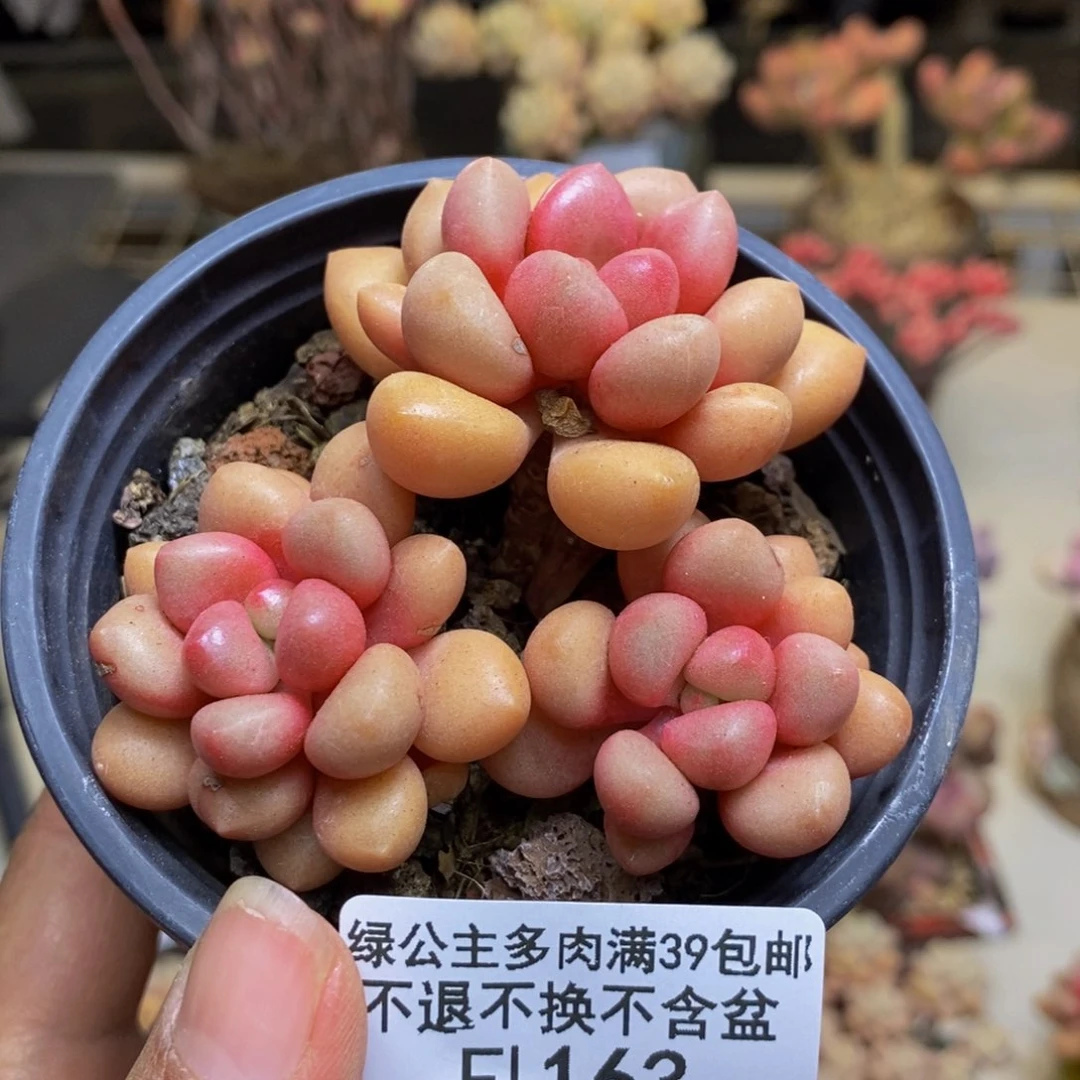 163先锋派多肉6c m