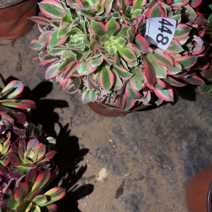 448男神多肉植物不售后