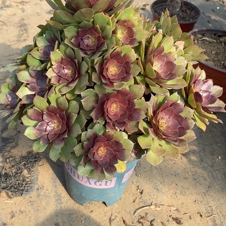 桃花石49多肉植物法师法师