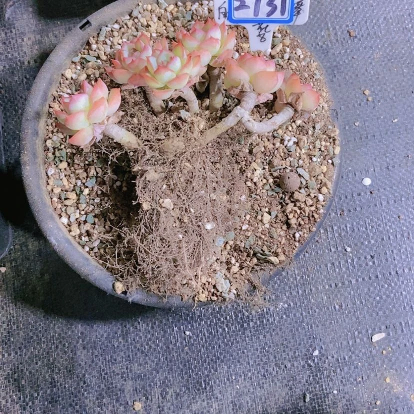 【闪购商品】如****见2731