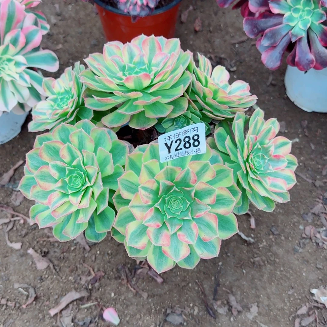 雨荷发师288冠幅20