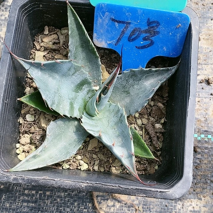 【闪购商品】无花朵龙舌兰赖光