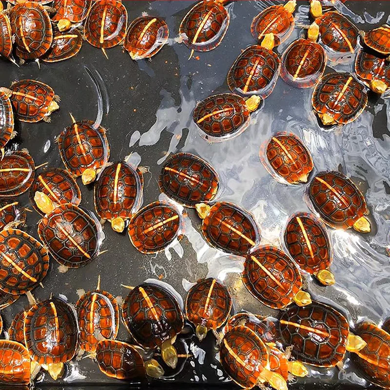 安徽绿丰园皖南安缘黄缘龟龟宠