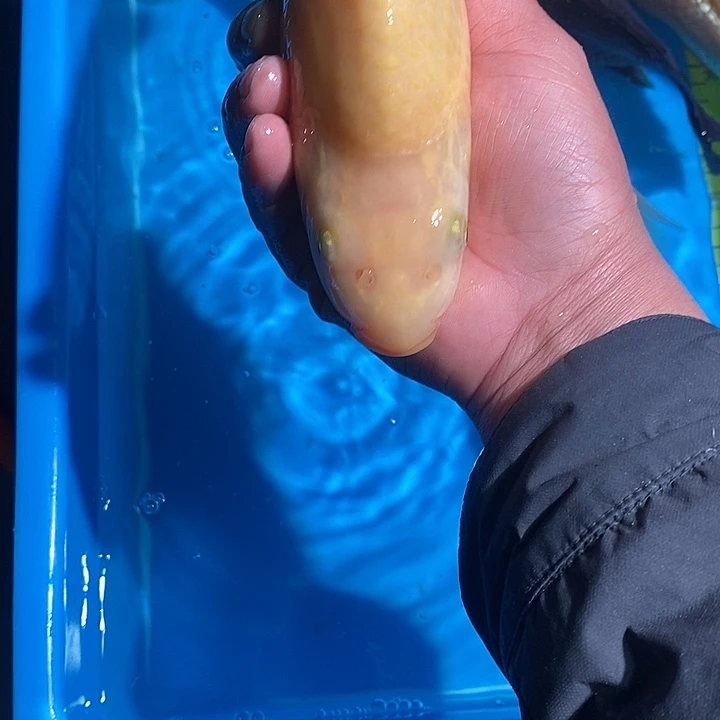 致***伤锦鲤纯种血统锦鲤鱼