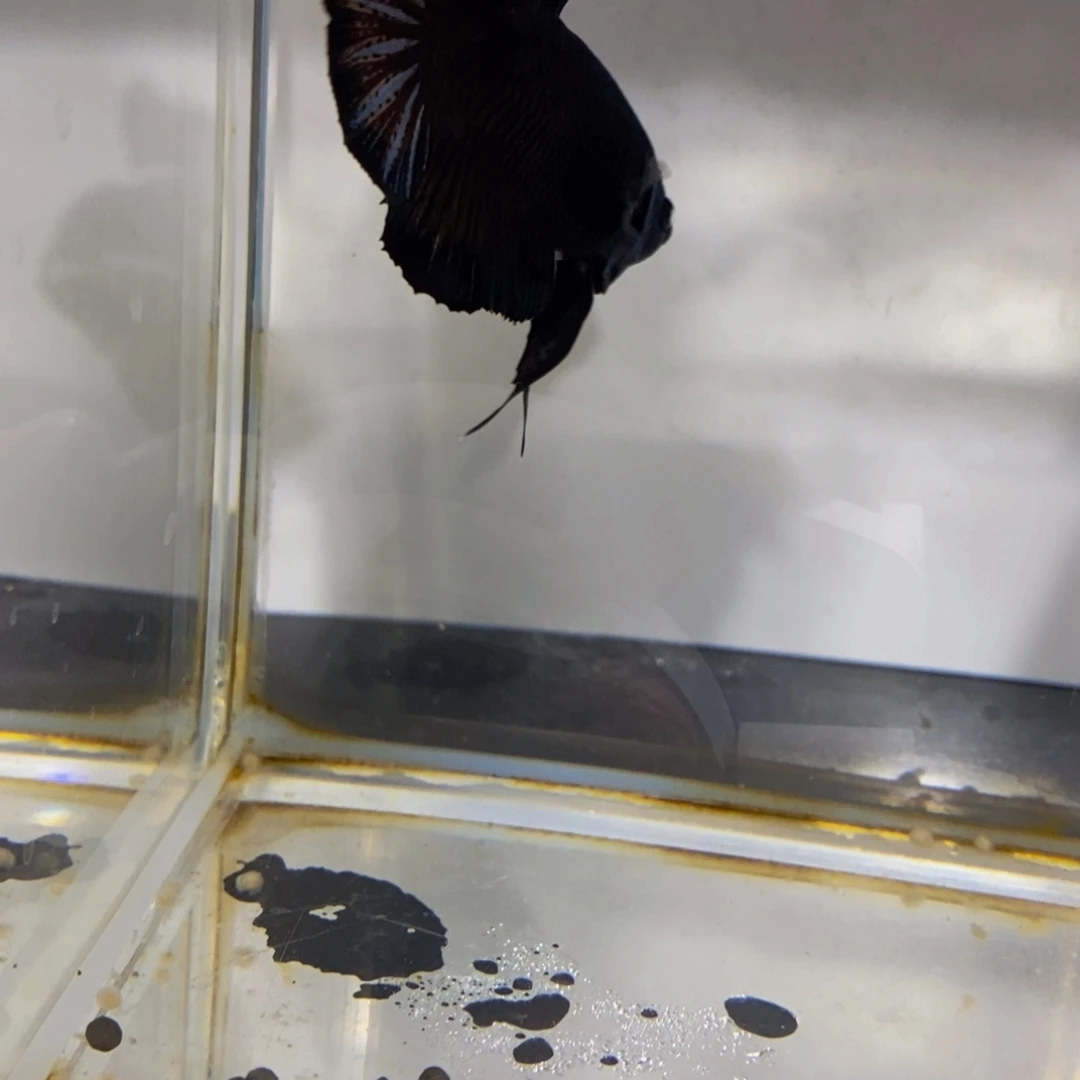 斗鱼328巨斗111111