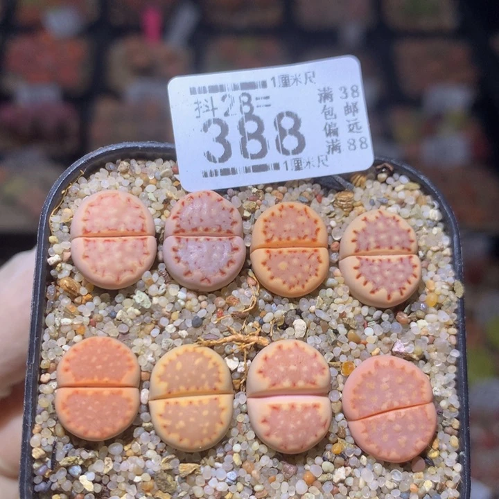 精品生石花28.388