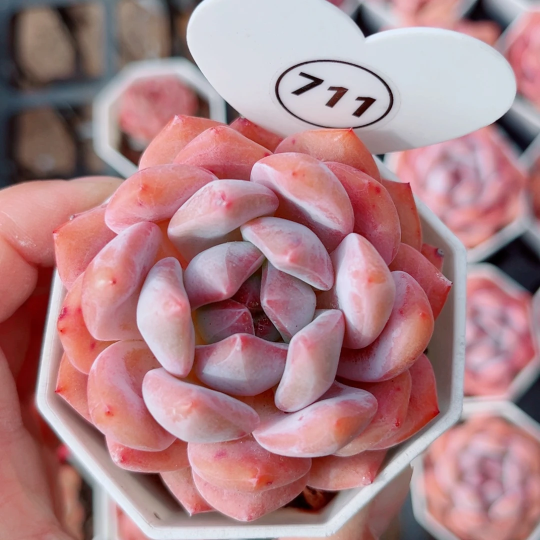 风靡园艺糖心单头