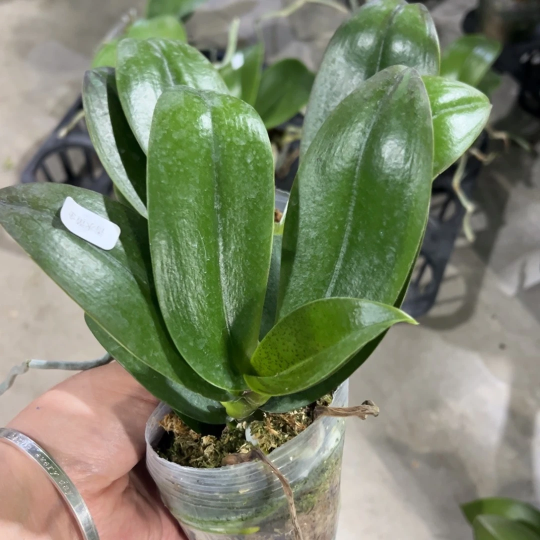 当前无花栽培后可以开花飞机苗香水黄金，凑单发货