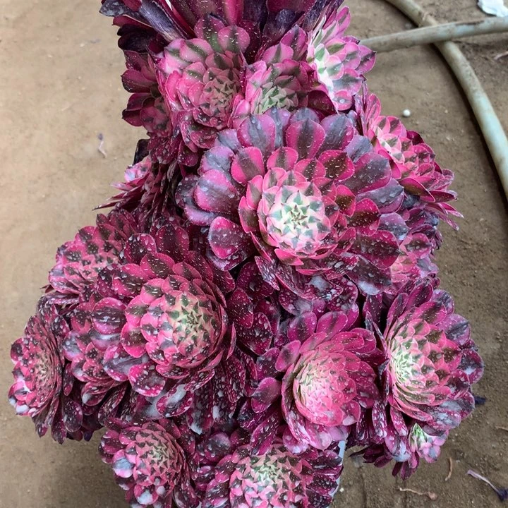 ?***?不包损366号红铜白老桩