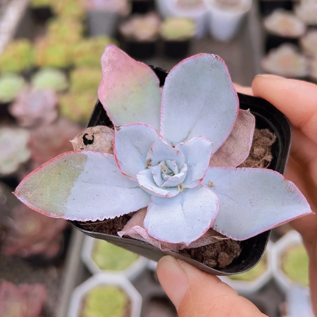 广寒宫19包邮多肉