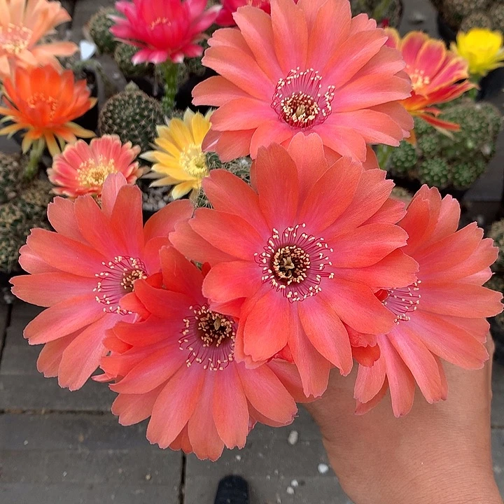 13 侧芽自根丽花6厘米盆