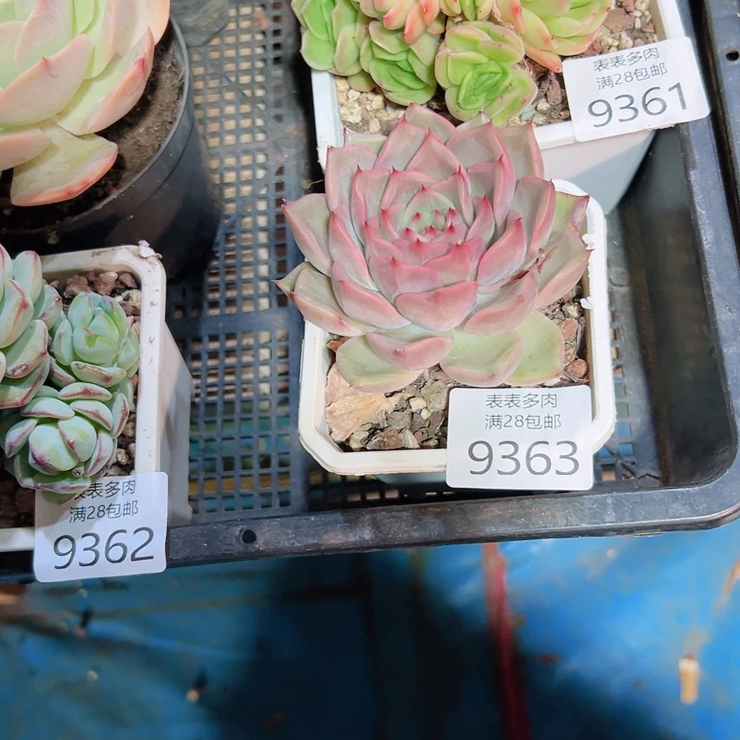 无花朵杨*洋多肉一物一拍9363
