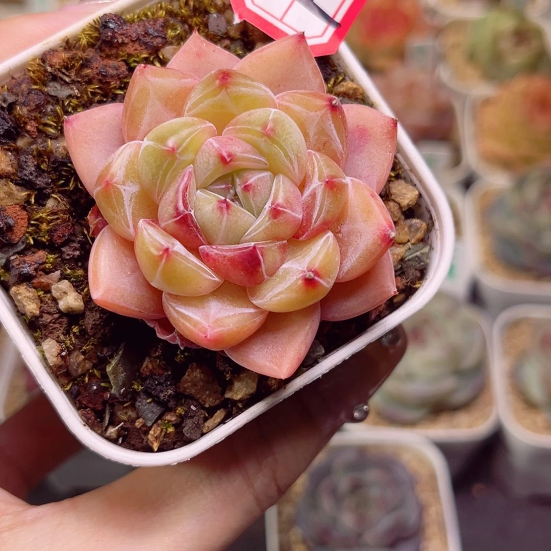 ?****?F371钻石移动一物一拍