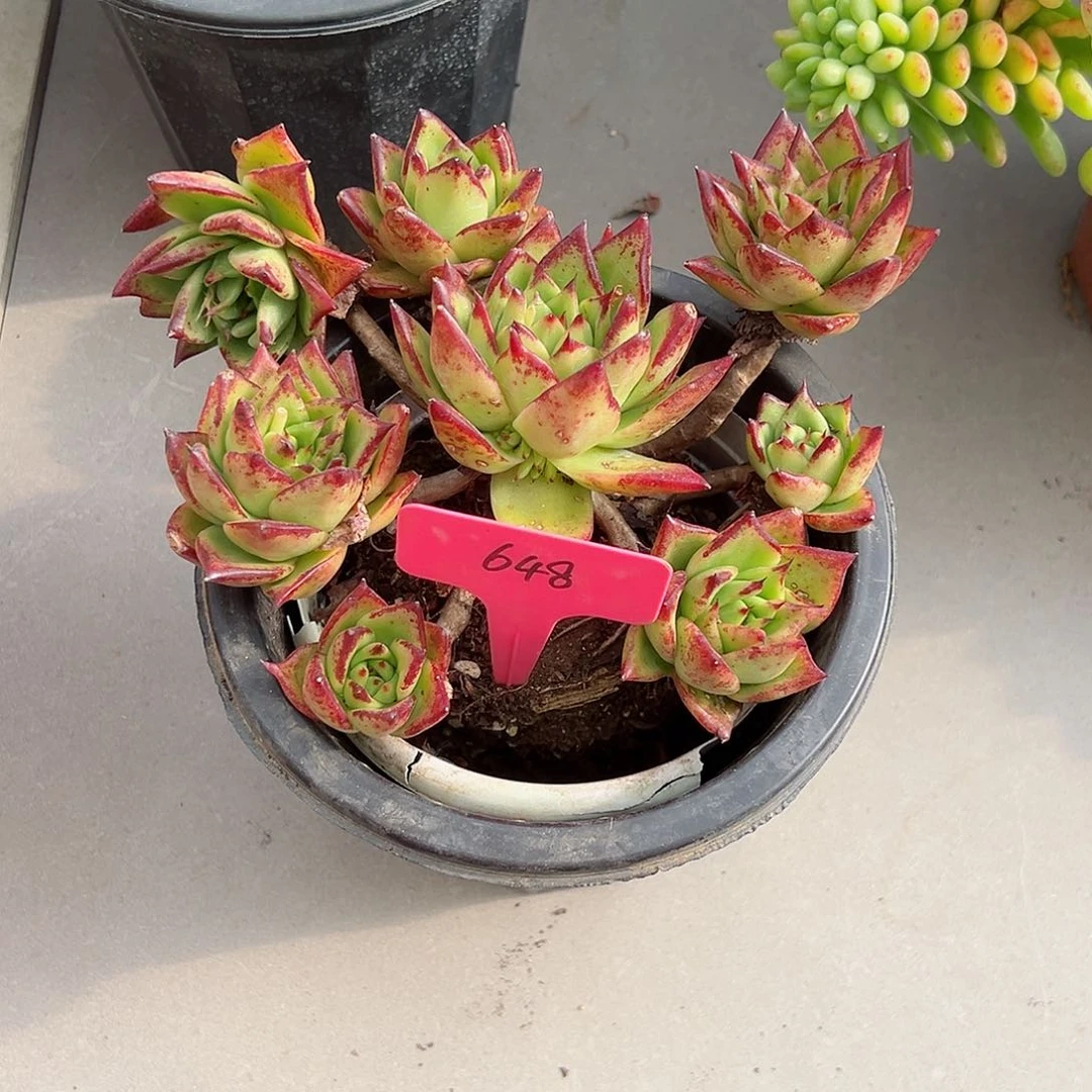 董****品648口红多肉