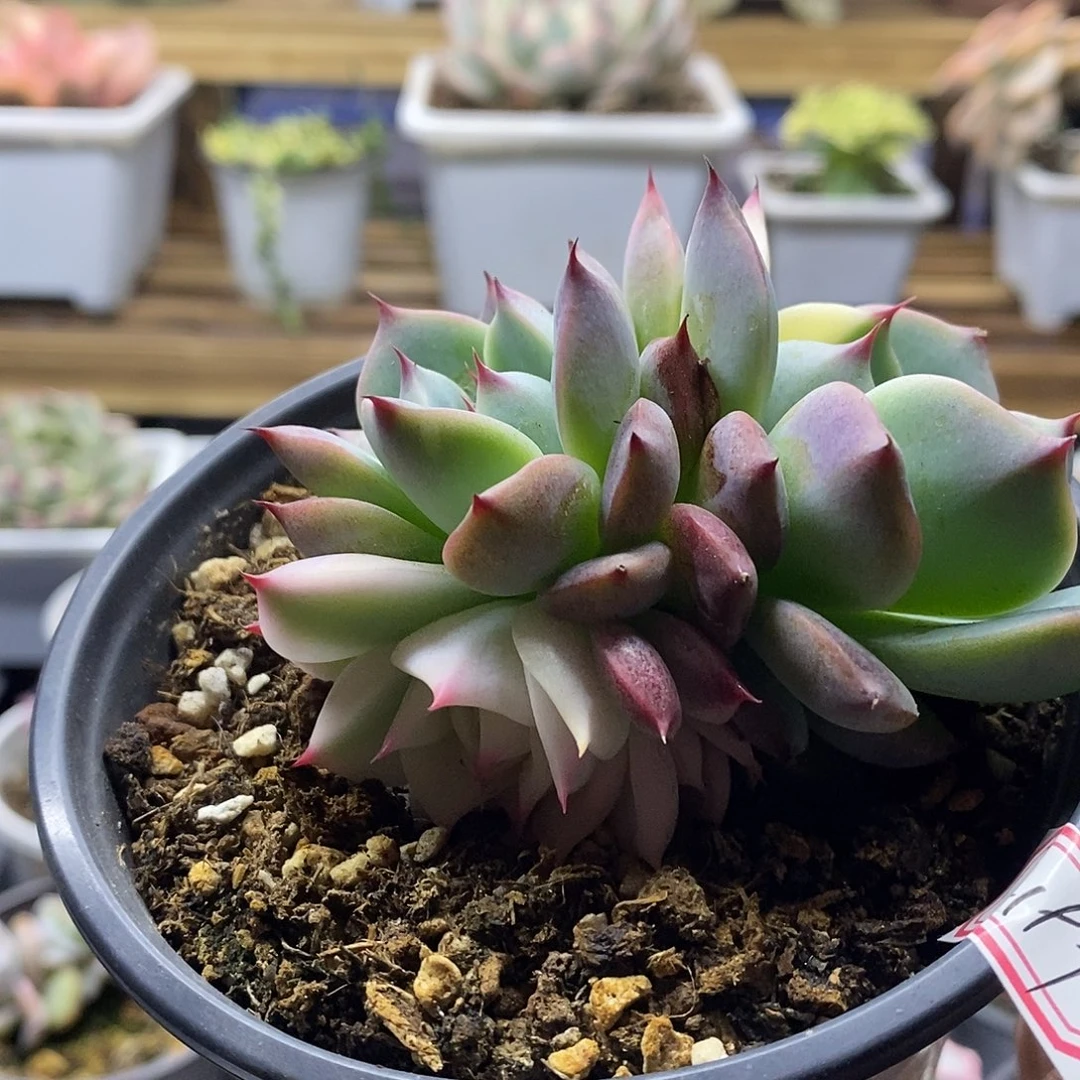 2197 吉娃娃锦多肉