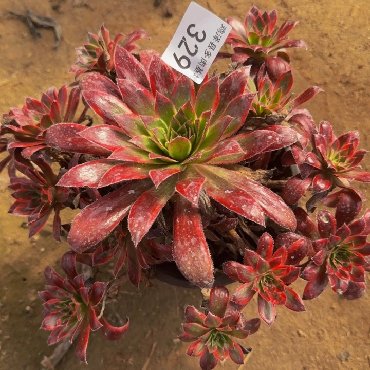 孔雀锦一物一拍329