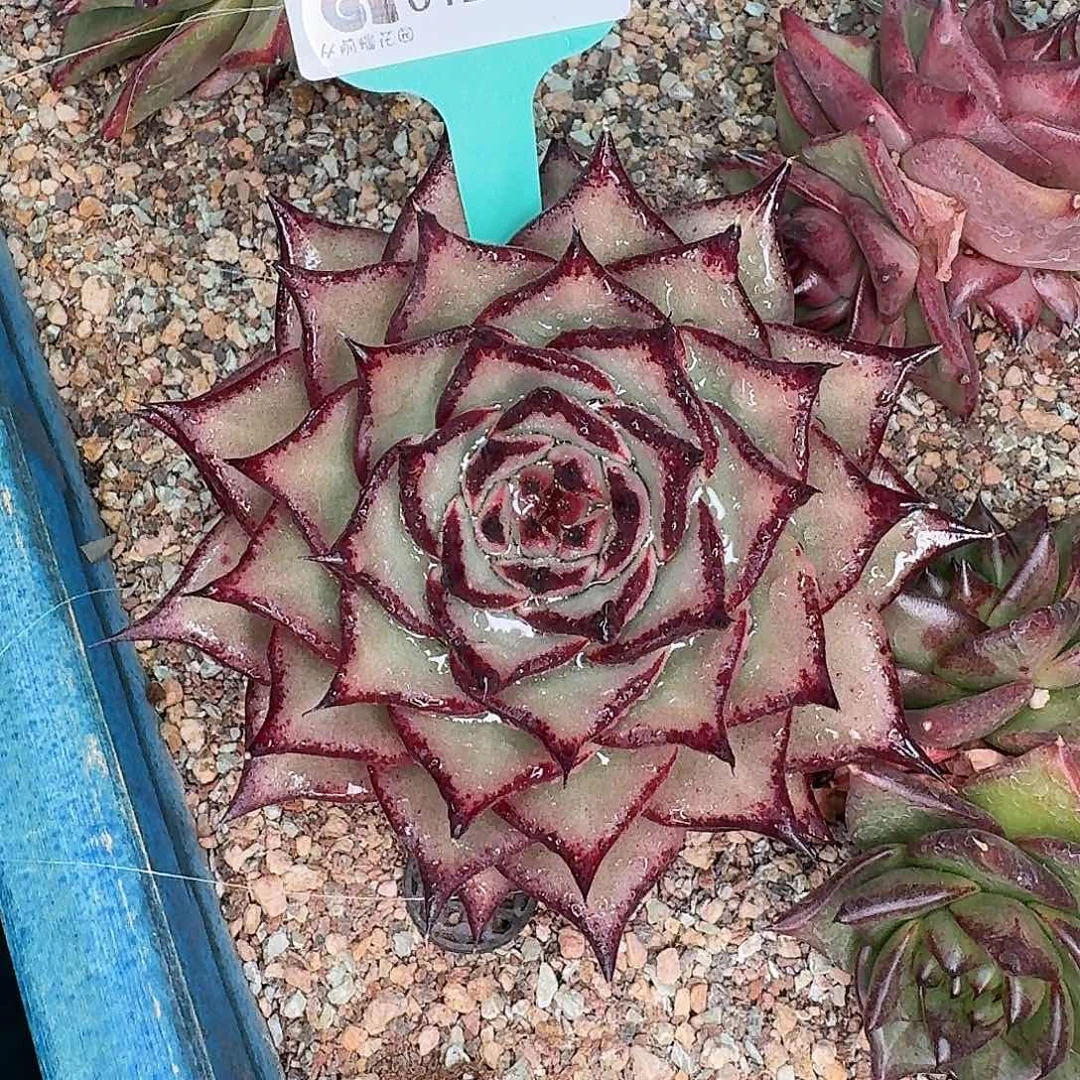 从前慢花园多肉0129-160