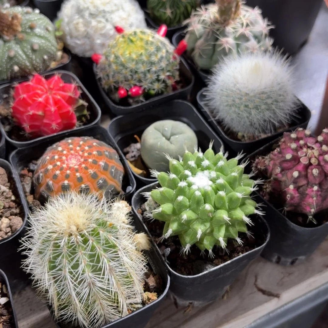 雪糕仙人球单头5㎝盆