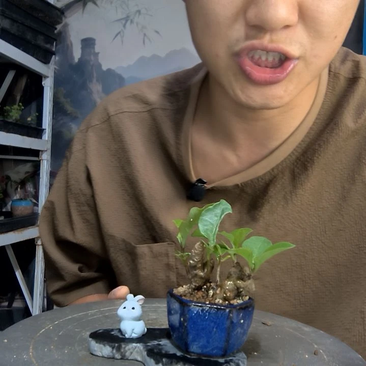 少****月中青园艺一物一拍440