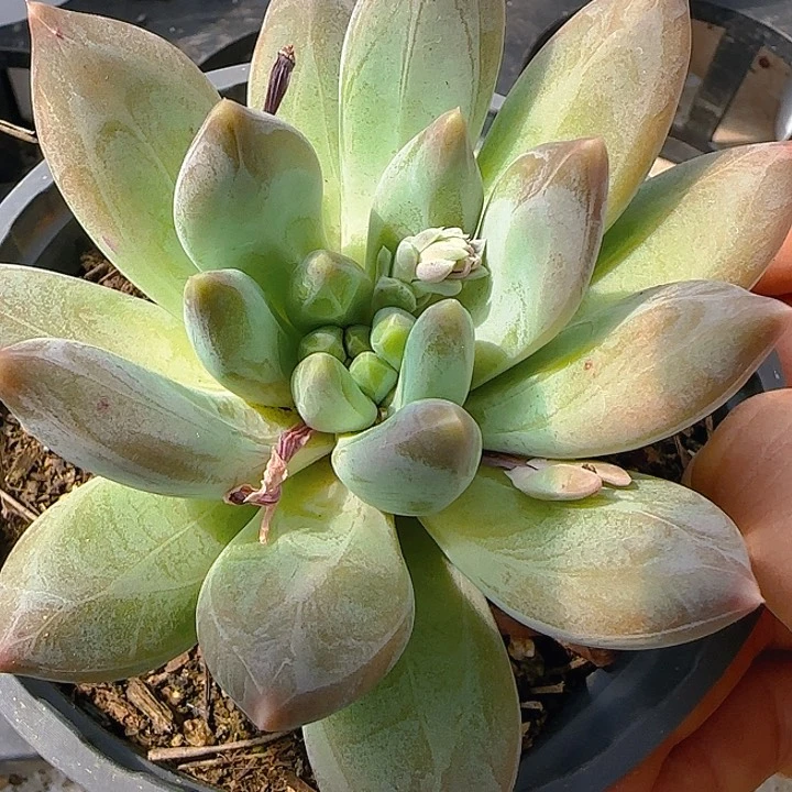 6捧一重楼手捧花一物一拍