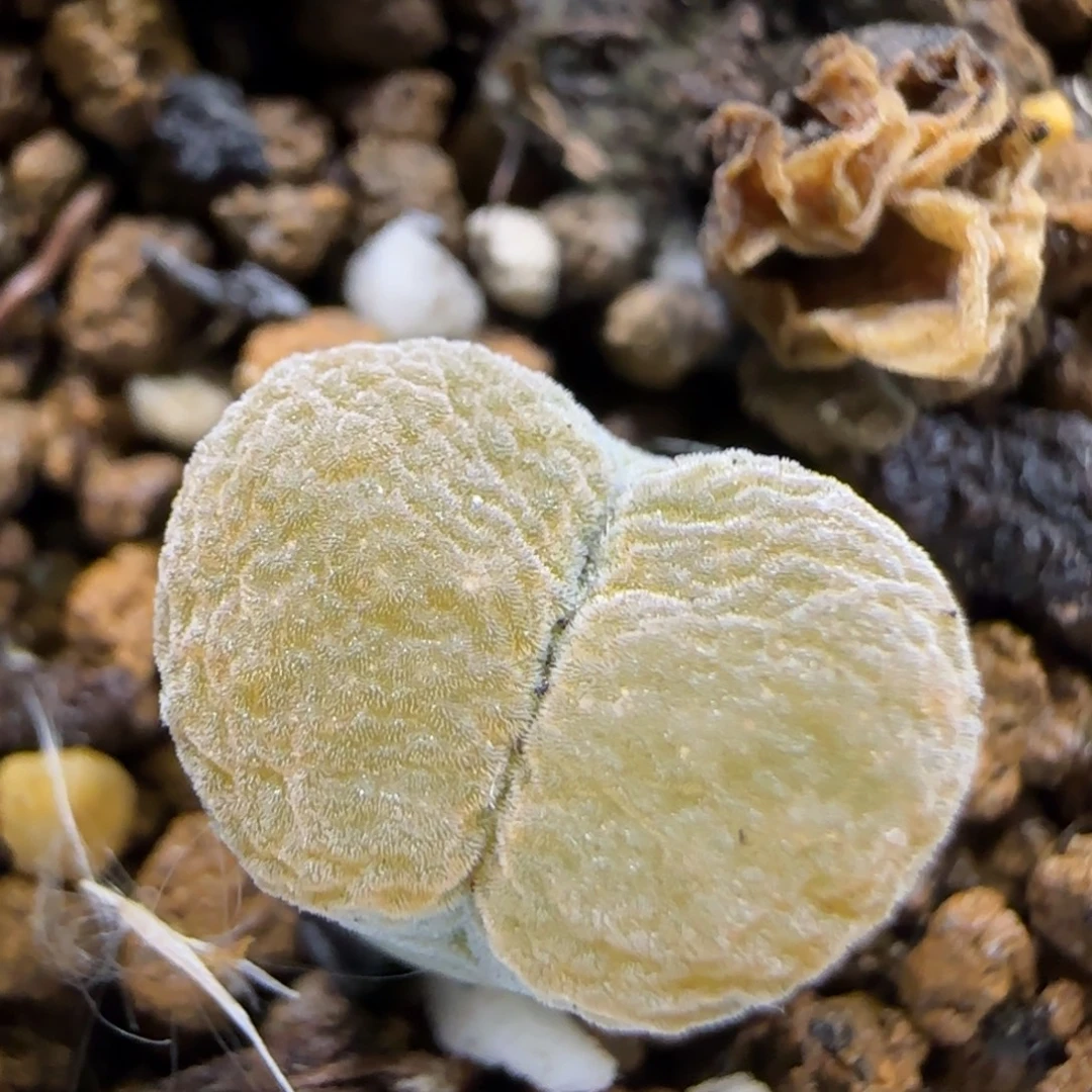 11.25  母本风铃。5001