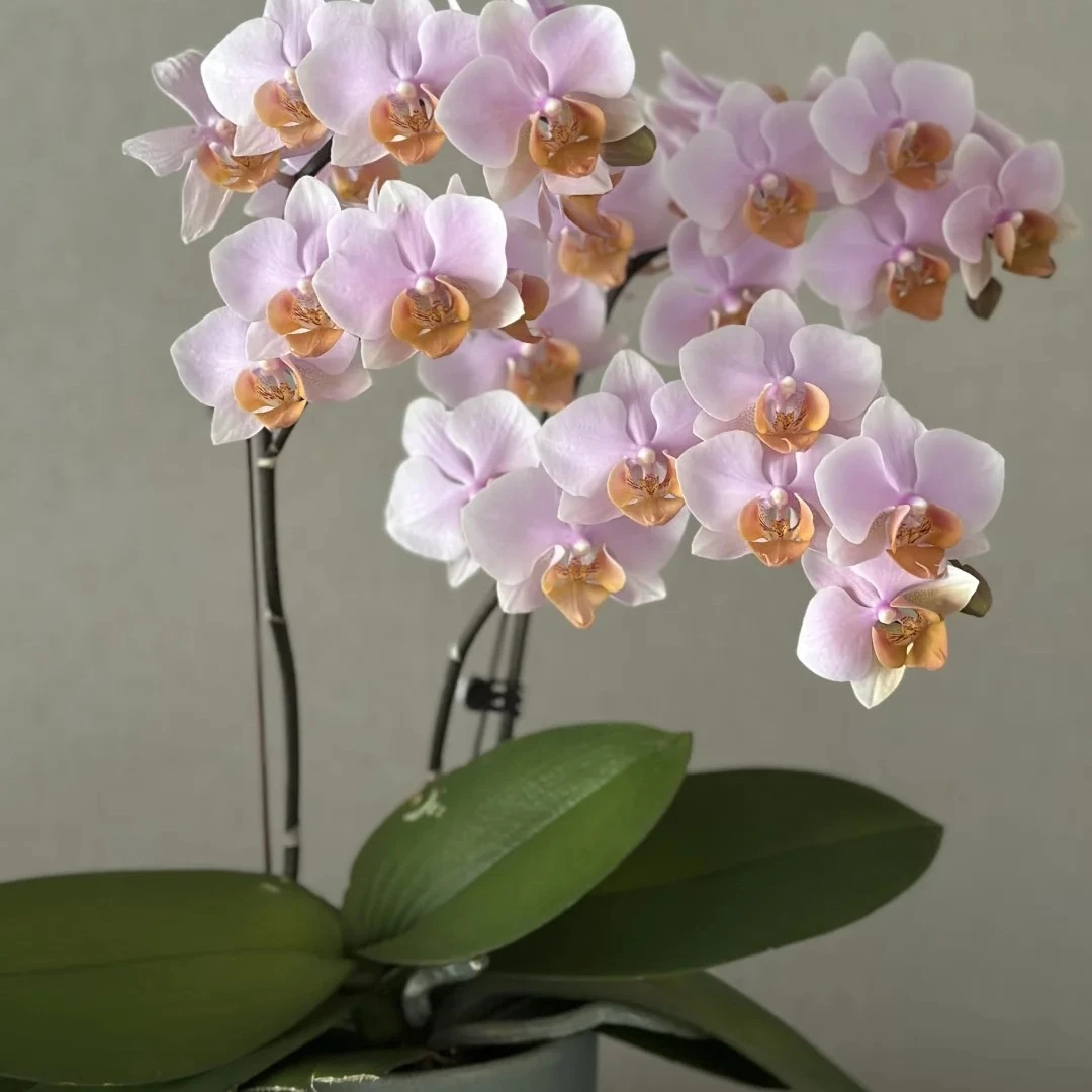 图尔坎   精品蝴蝶兰基地直发