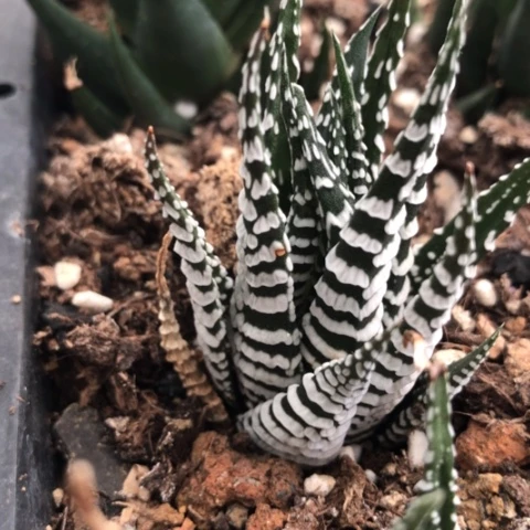 超级斑马硬叶硬叶