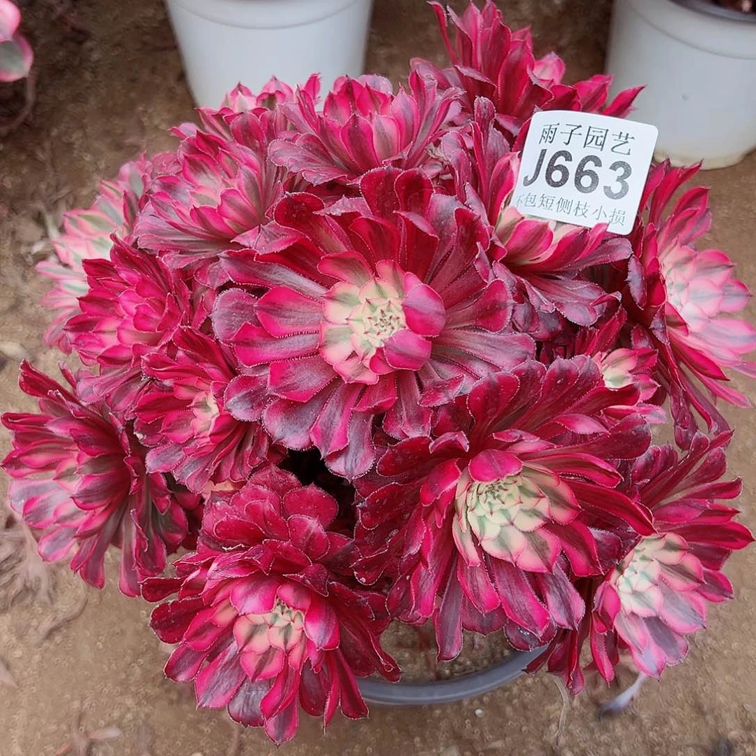 663红彤白尺寸25左右