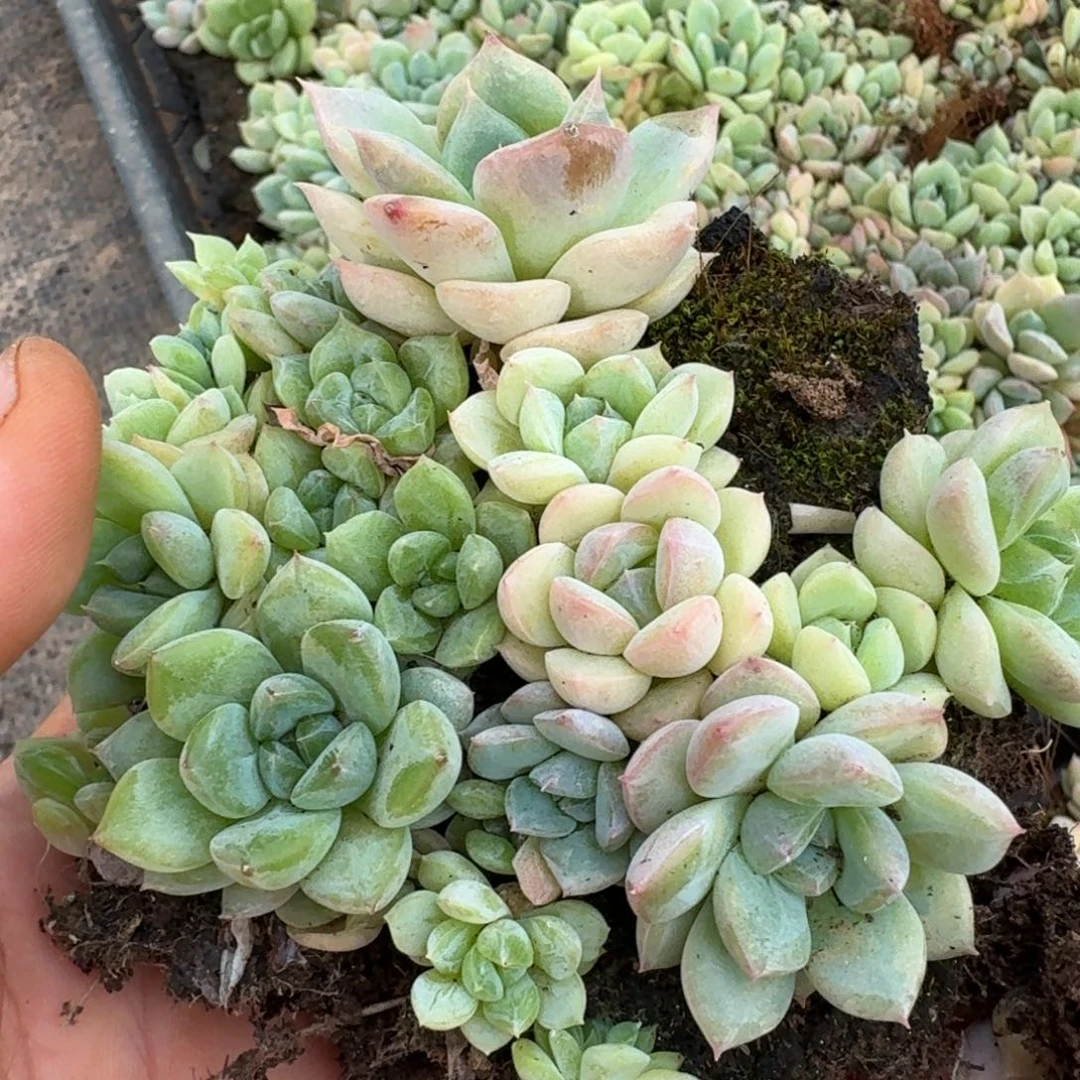 特好珍妮切糕一份量拍14-23绿色的