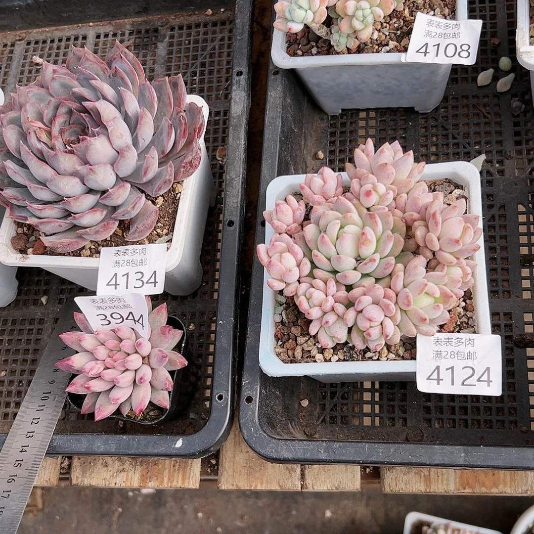 9号?*我们的确是一4124